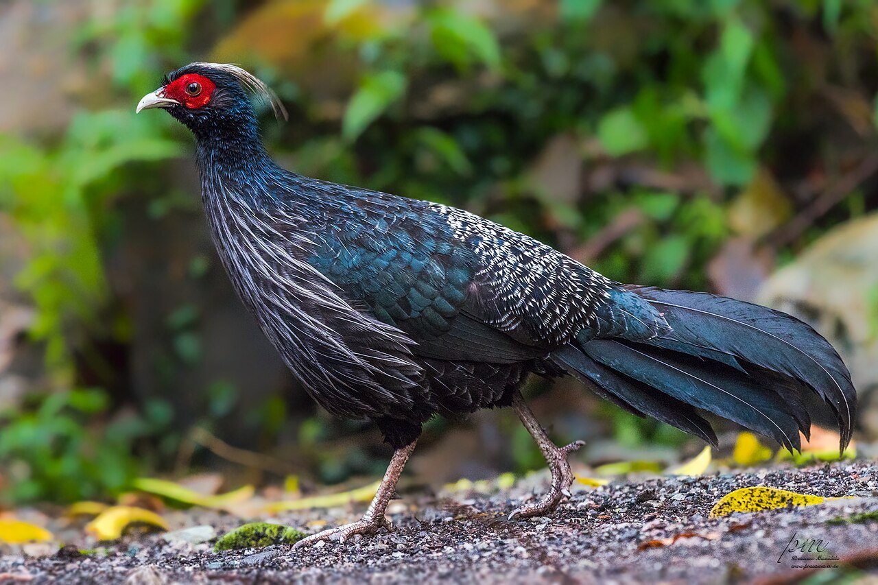 Kalij pheasant — photograph