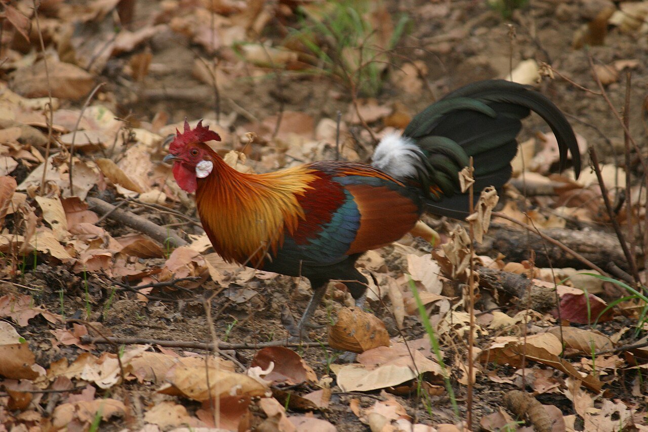 Red junglefowl — photograph