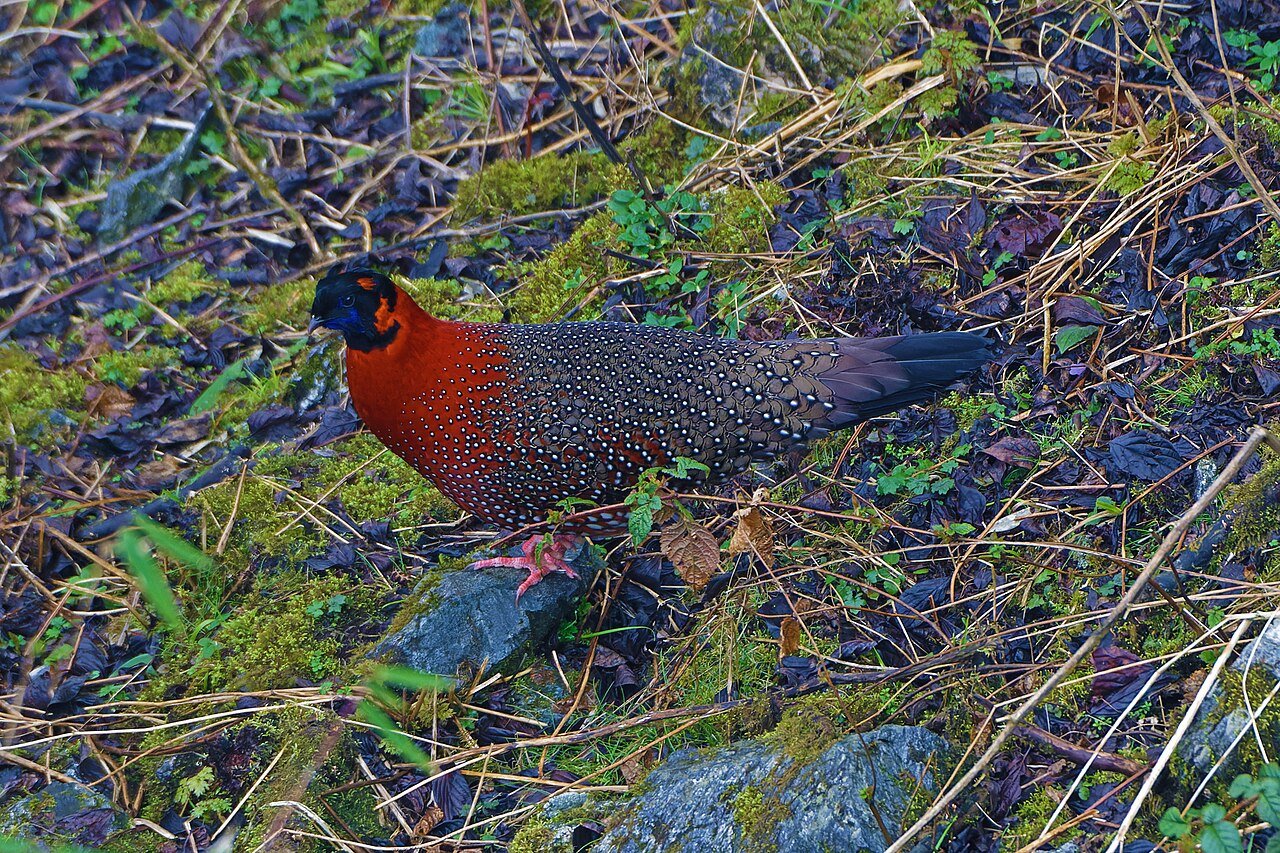 Satyr tragopan — photograph