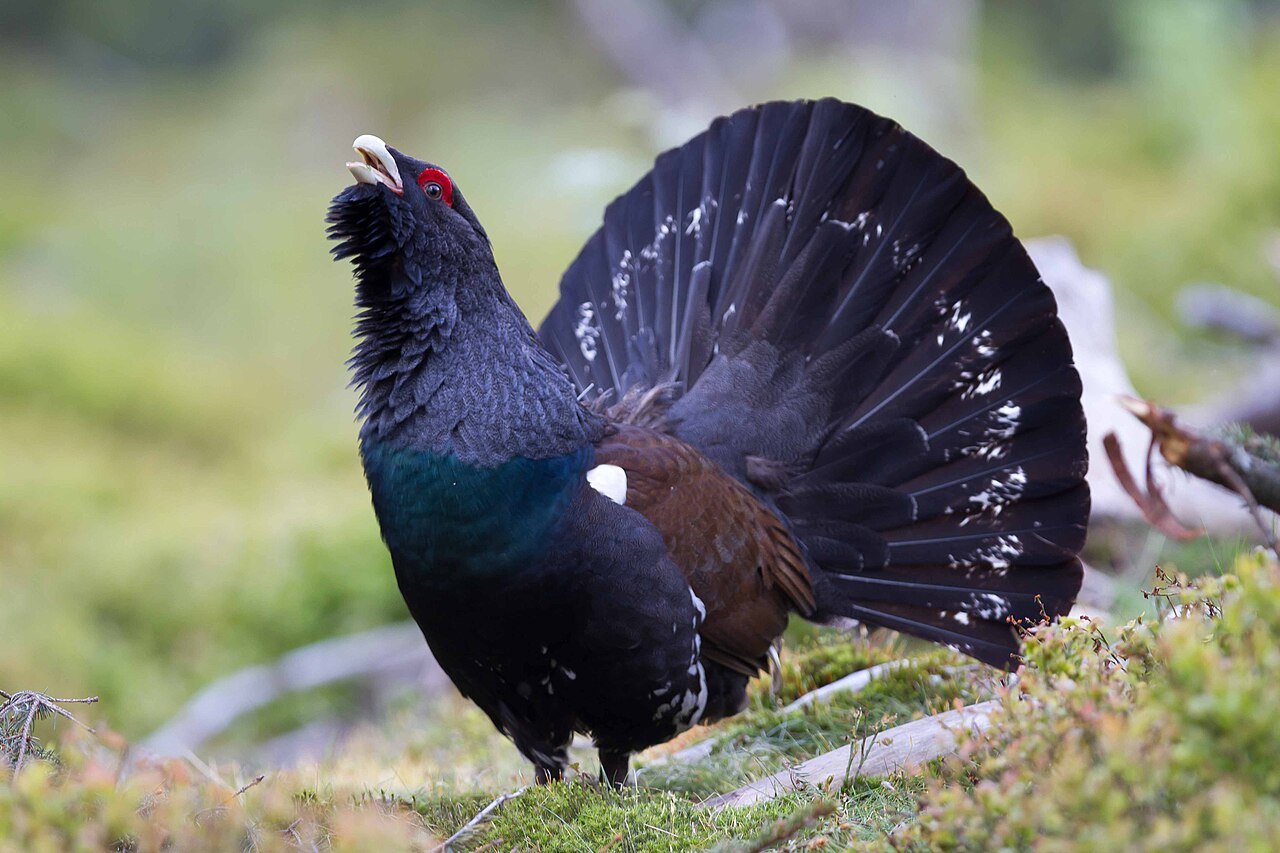 Western capercaillie — photograph