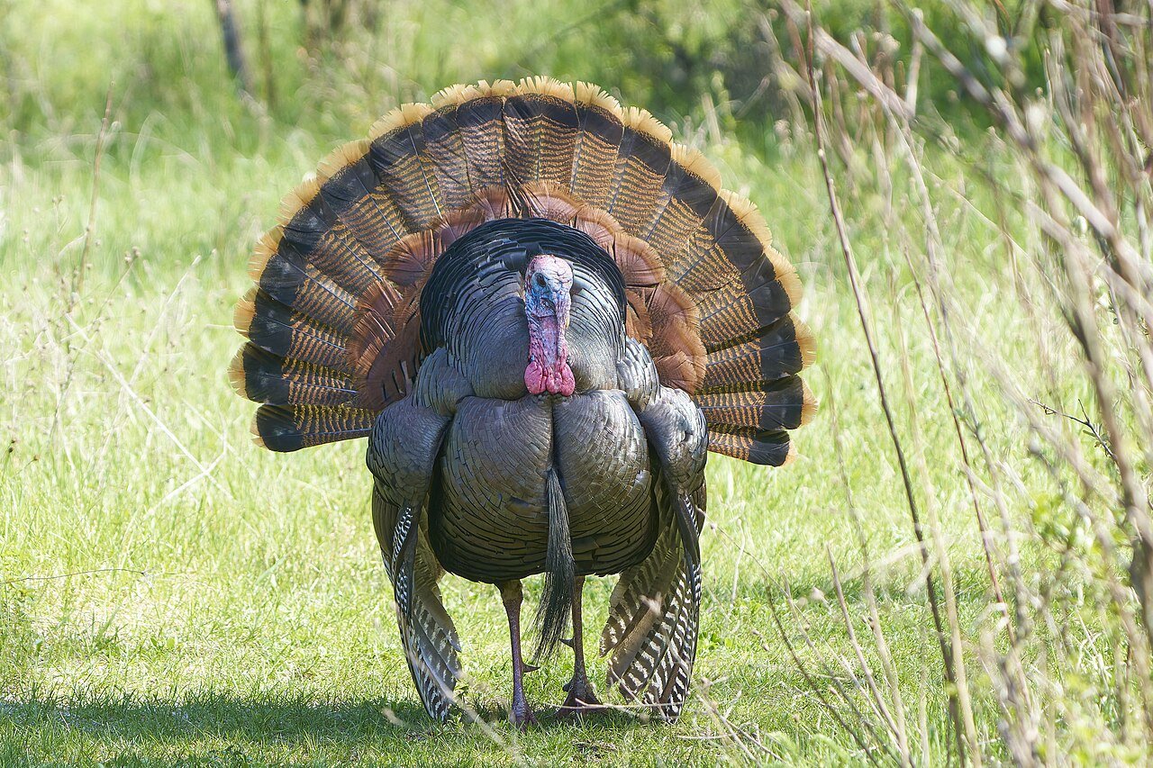 Wild turkey — photograph