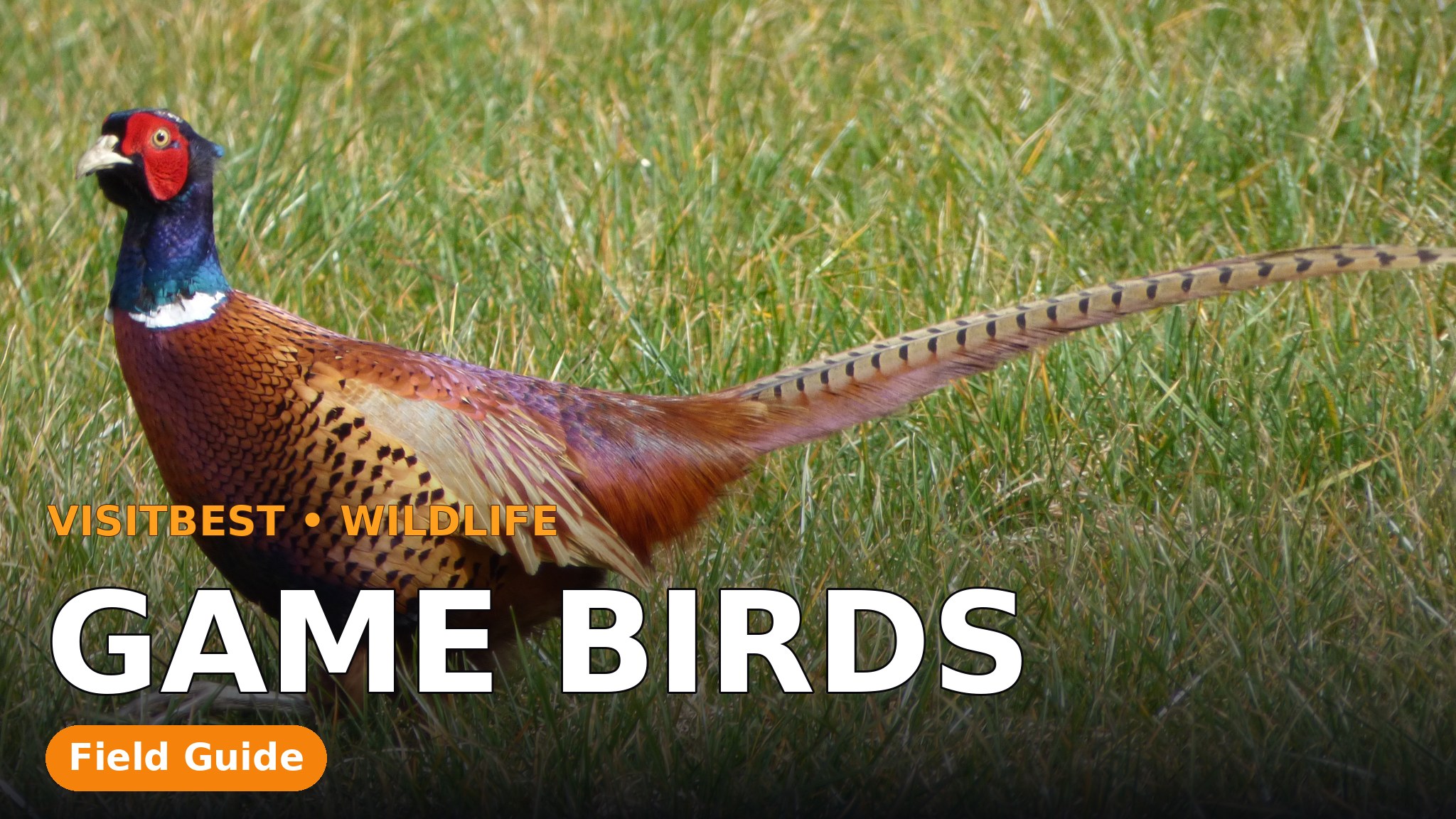 Game Birds — VisitBest cover