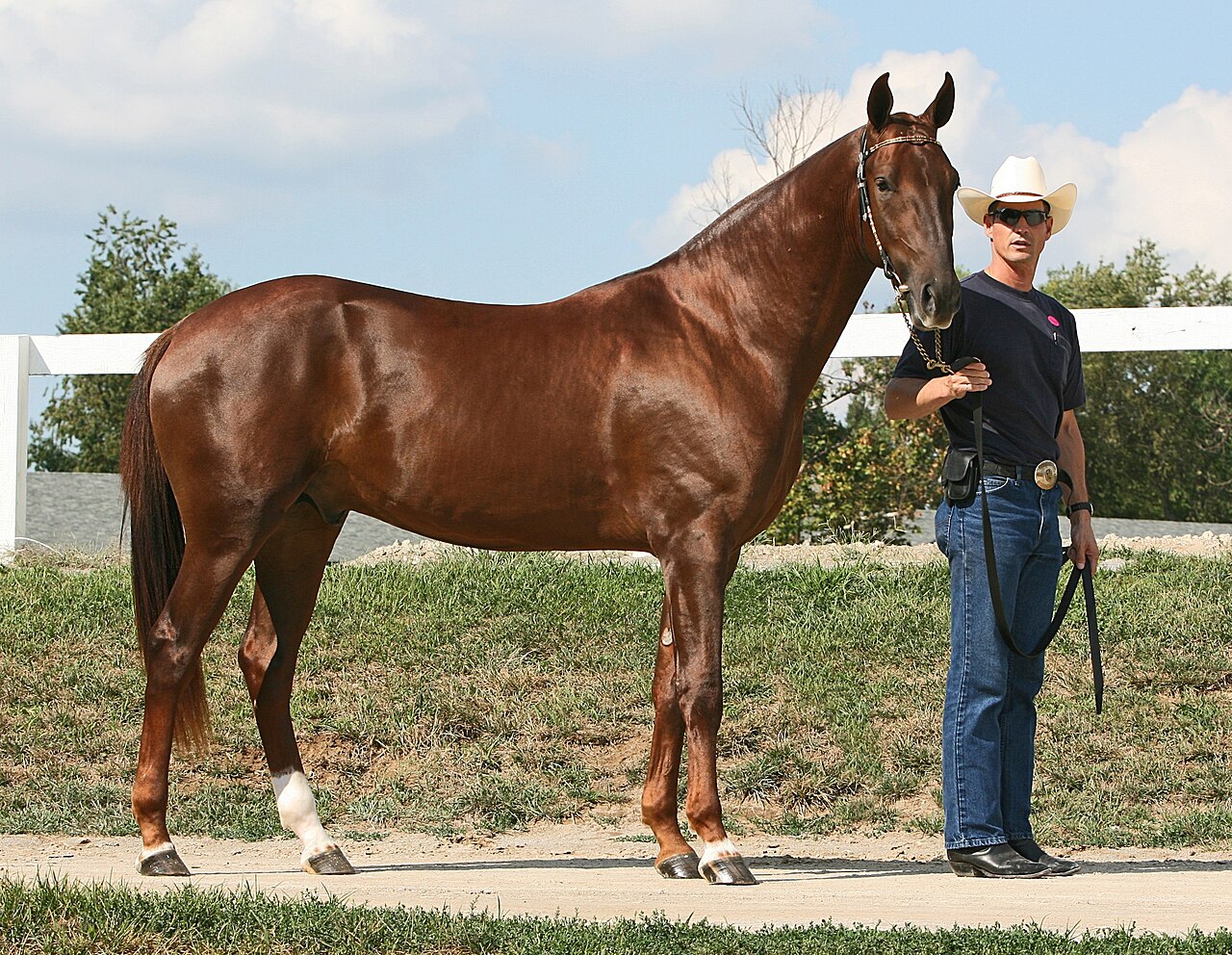A chestnut Akhal-Teke stallion standing with its handler