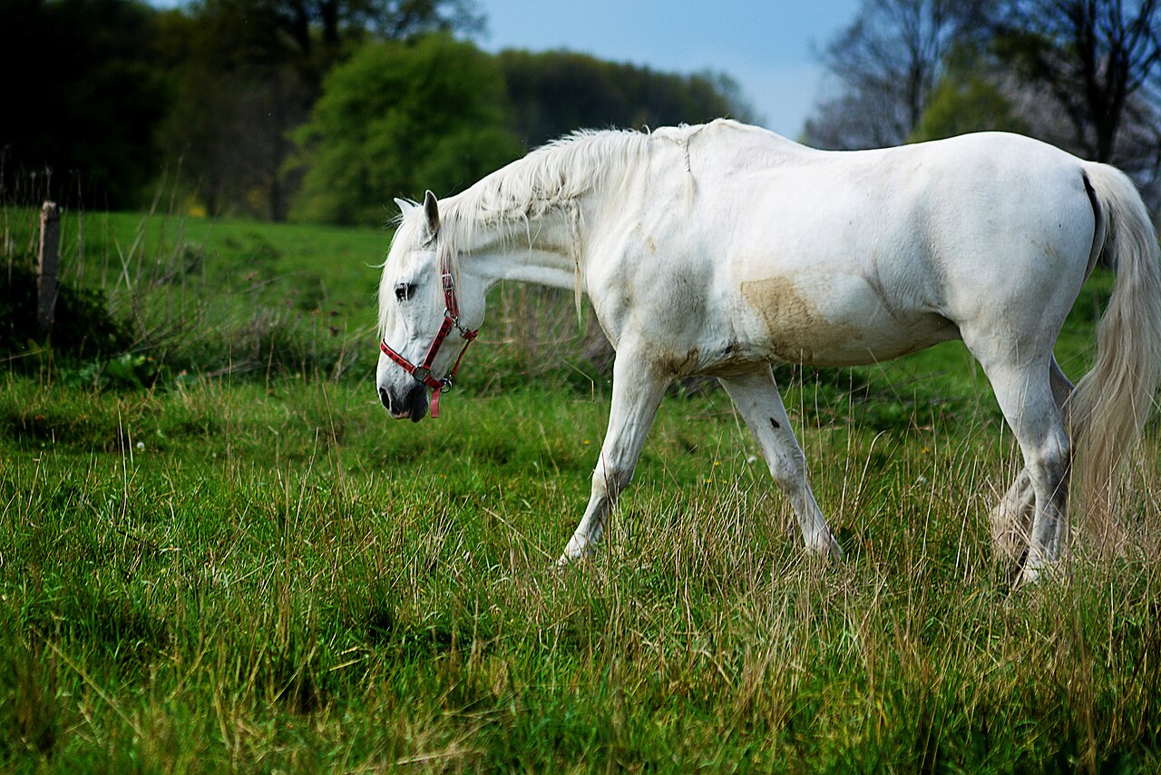 A grey Andalusian horse grazing in a green field