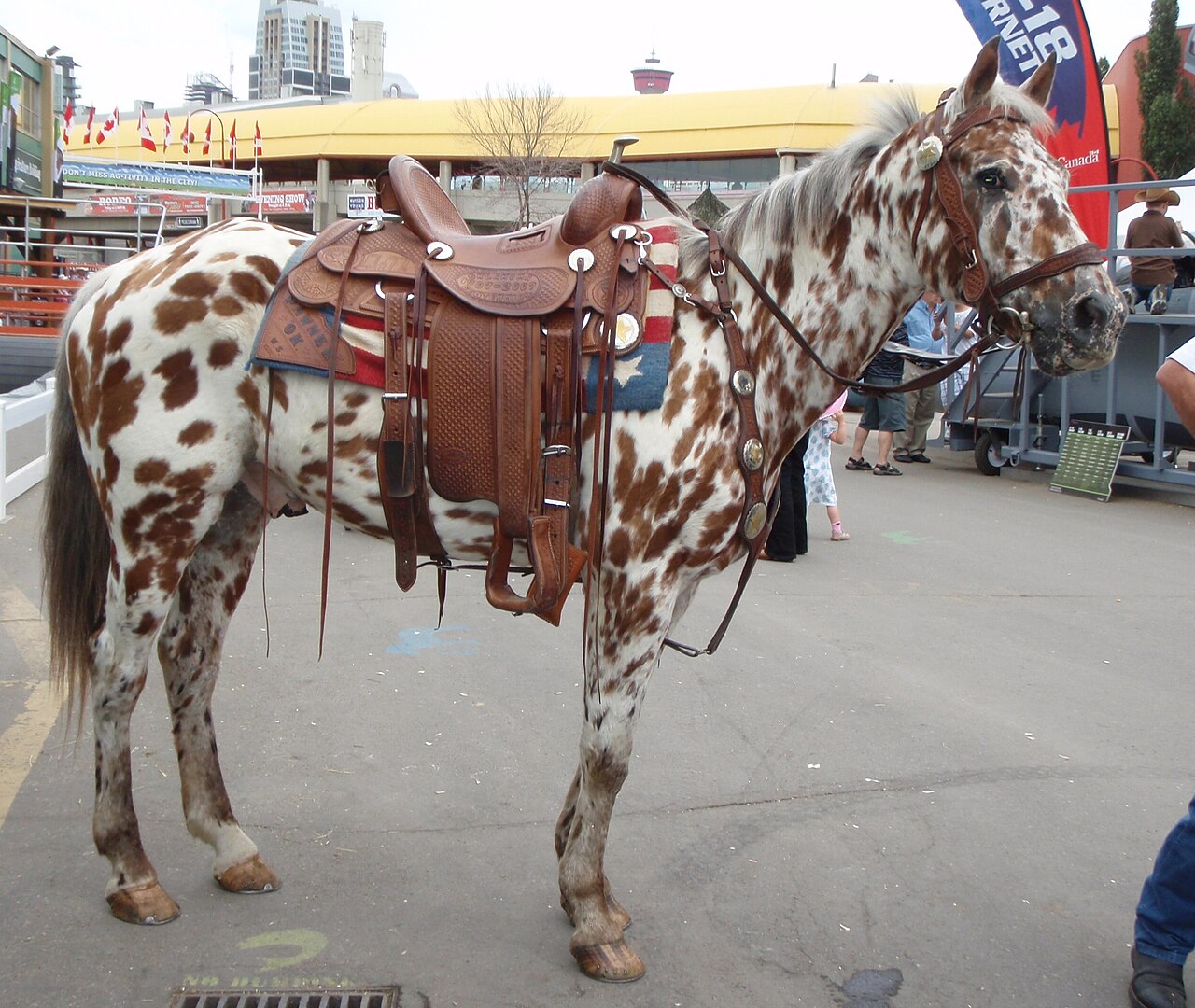 A leopard-spotted Appaloosa horse wearing a western saddle