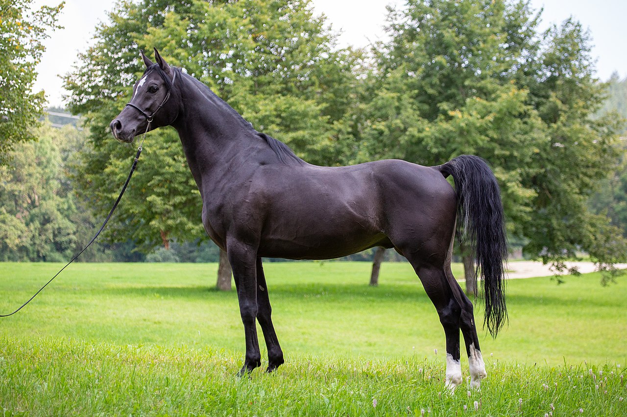 A black Arabian stallion standing in profile on grass