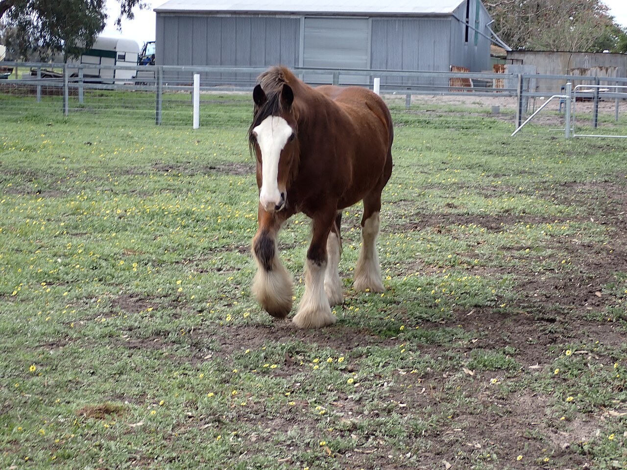A bay Clydesdale horse with white leg feathering walking in a paddock