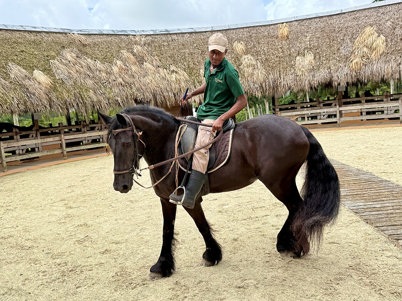 A black Friesian horse under saddle in an arena