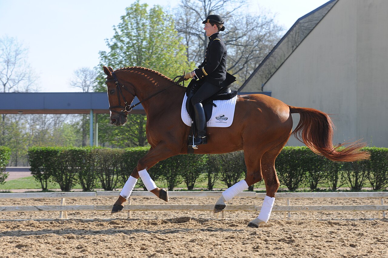 A bay Hanoverian horse performing dressage with its rider