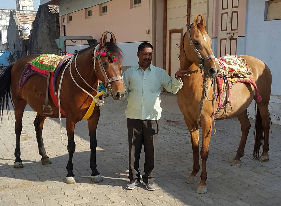 Two chestnut Kathiawari horses standing with their handler