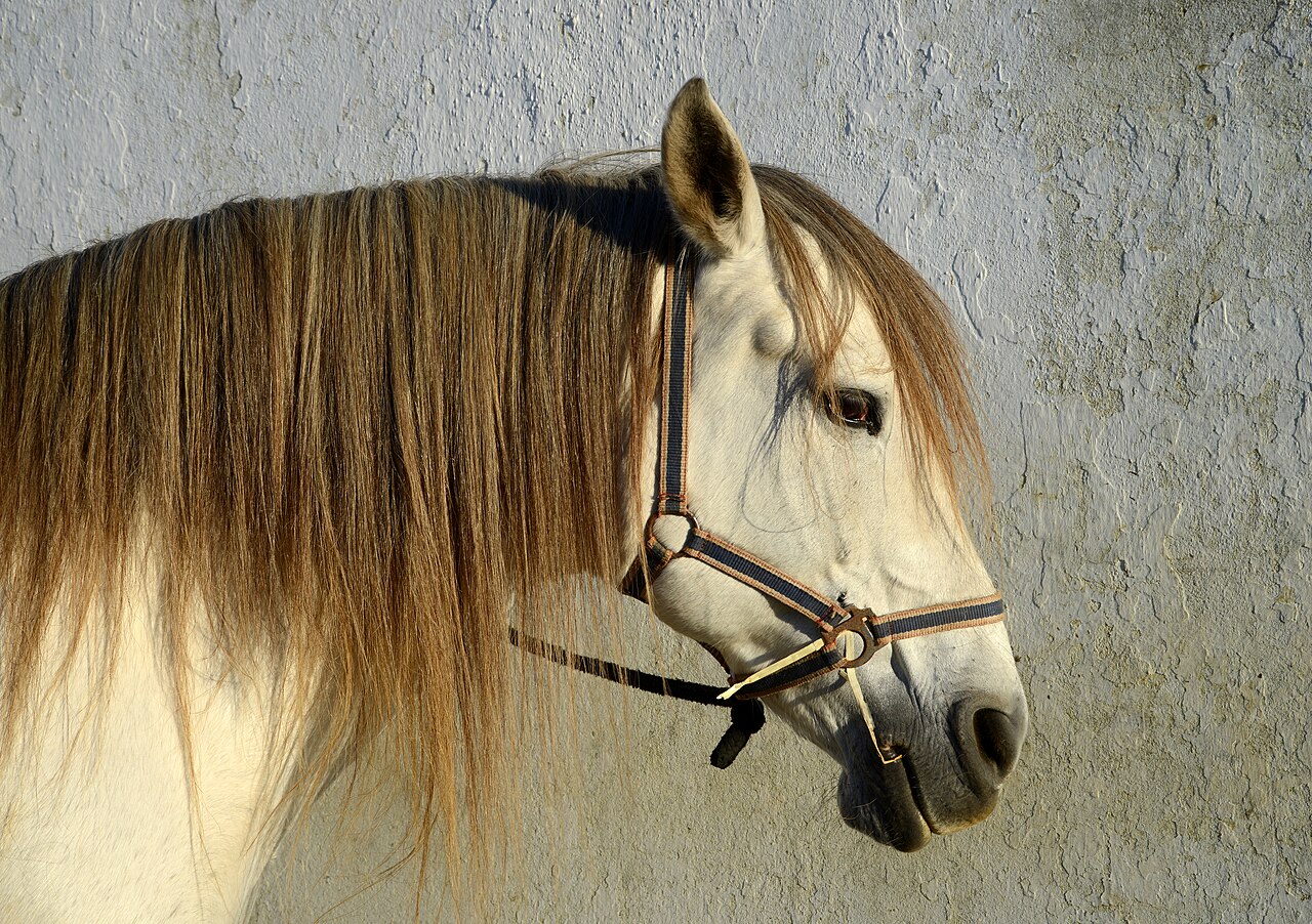 Head and neck portrait of a grey Lusitano horse with a long mane