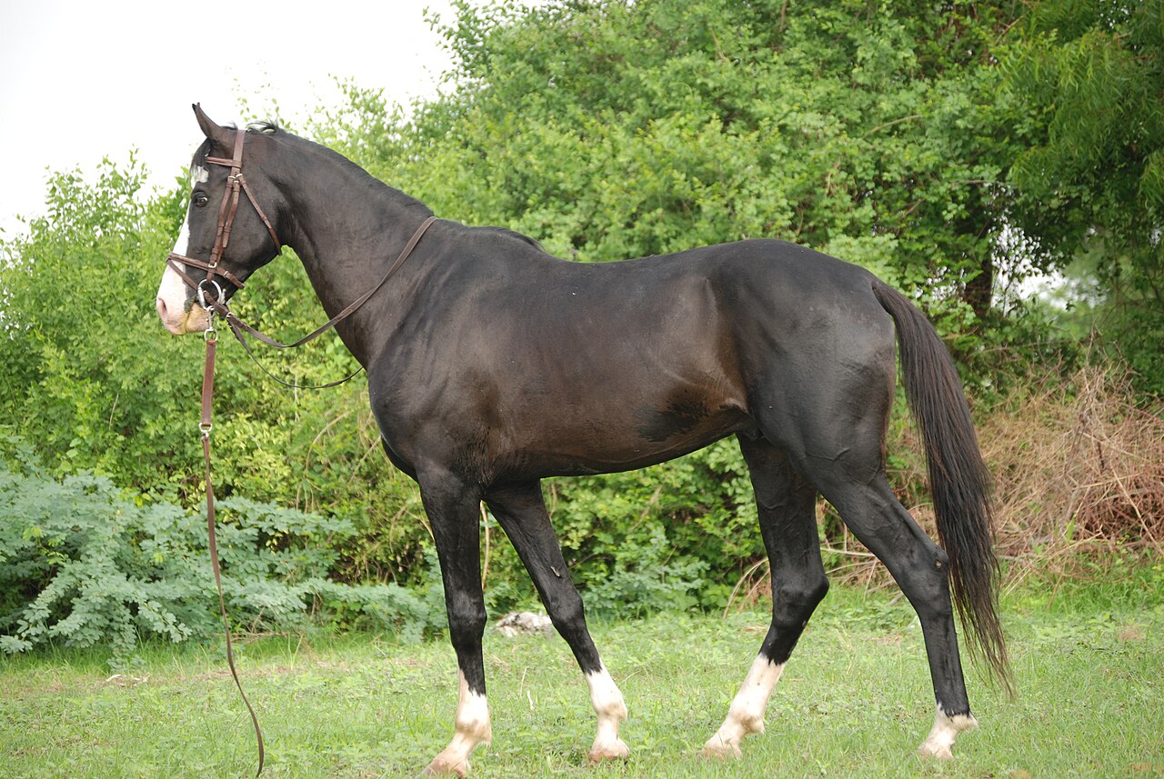 A dark Marwari stallion standing in profile outdoors