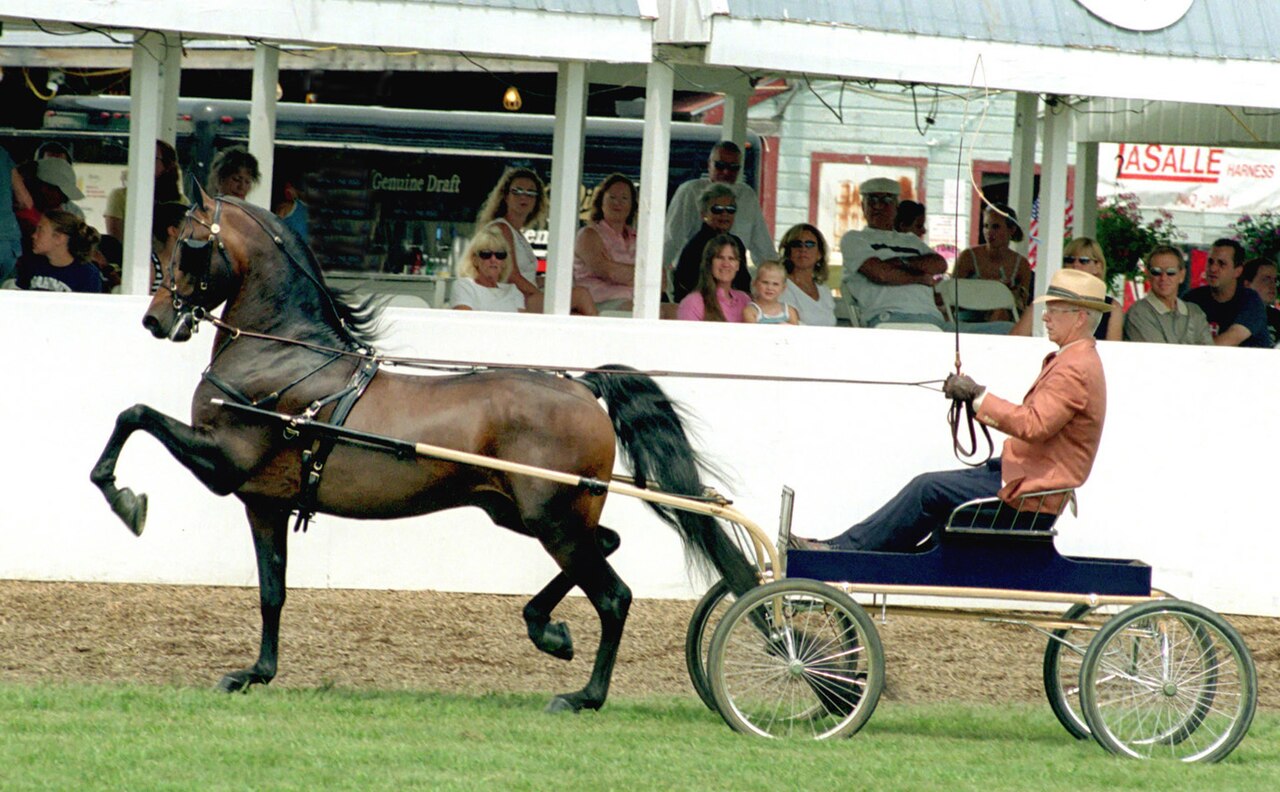 A Morgan horse in harness pulling a show carriage