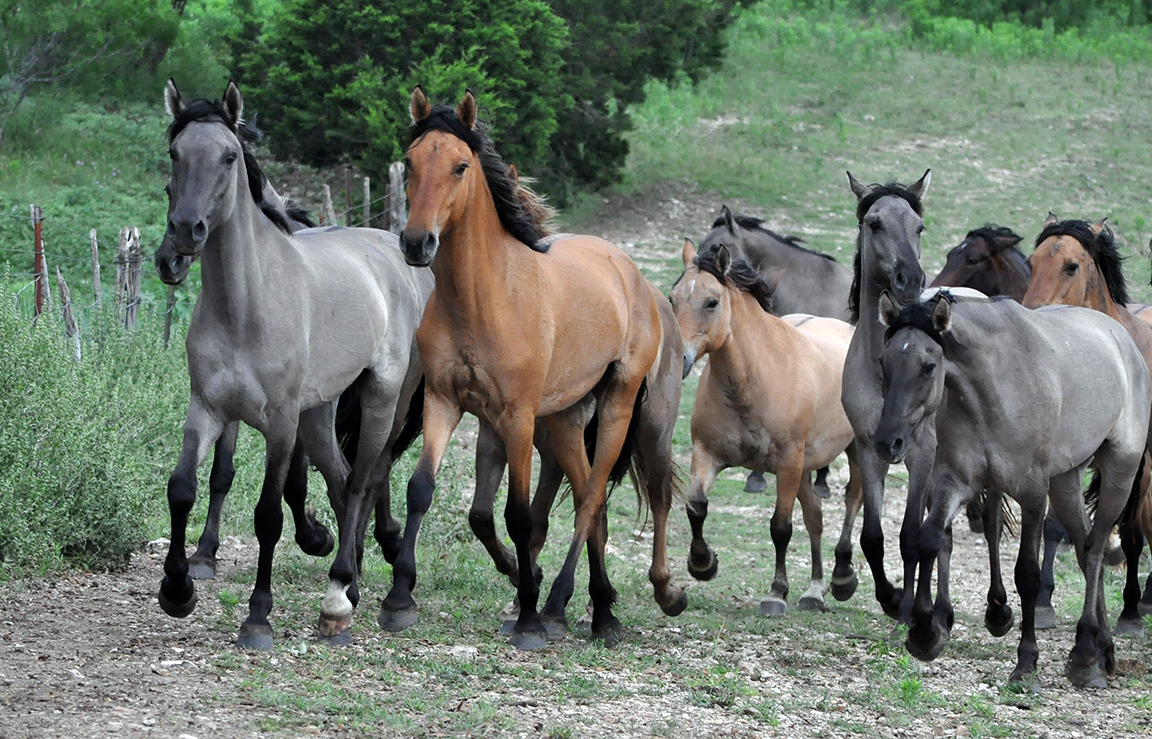 A group of Kiger Mustangs running together in a field