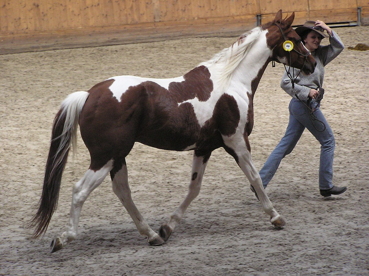 A tobiano American Paint Horse being led in an arena