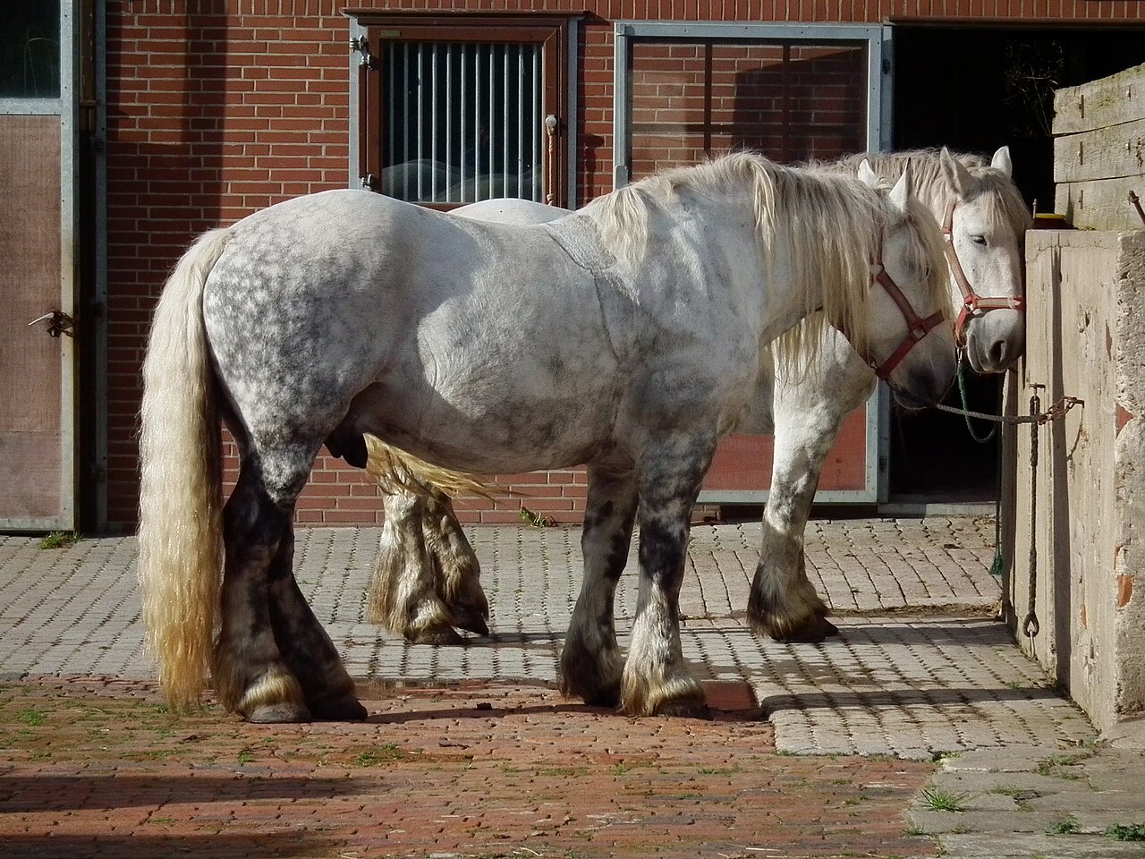 Two grey Percheron draught horses standing at a stable