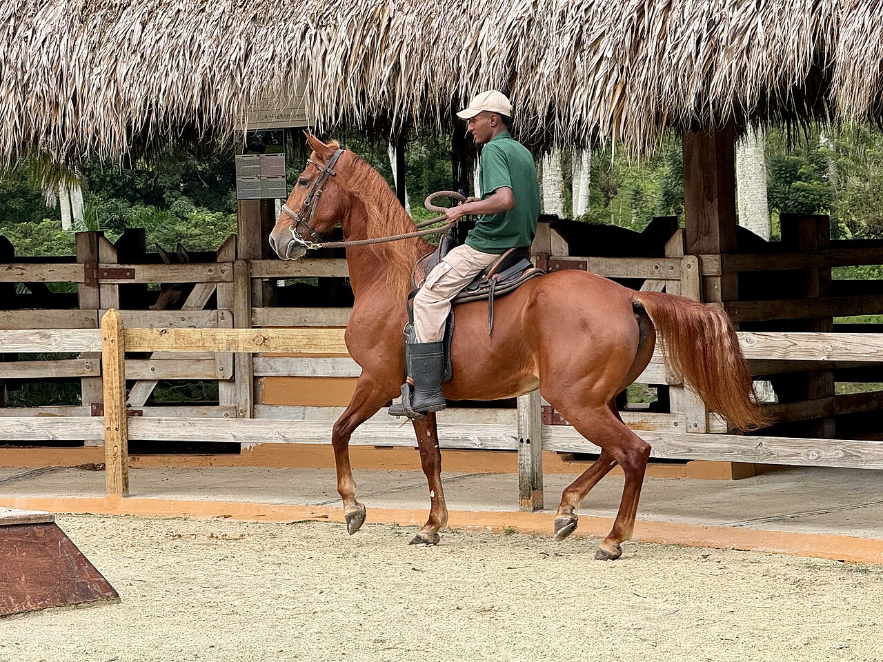 A chestnut American Quarter Horse being ridden in an outdoor arena