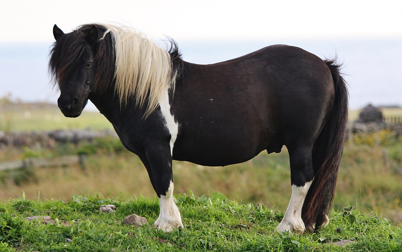A black Shetland pony with a pale mane standing in a field