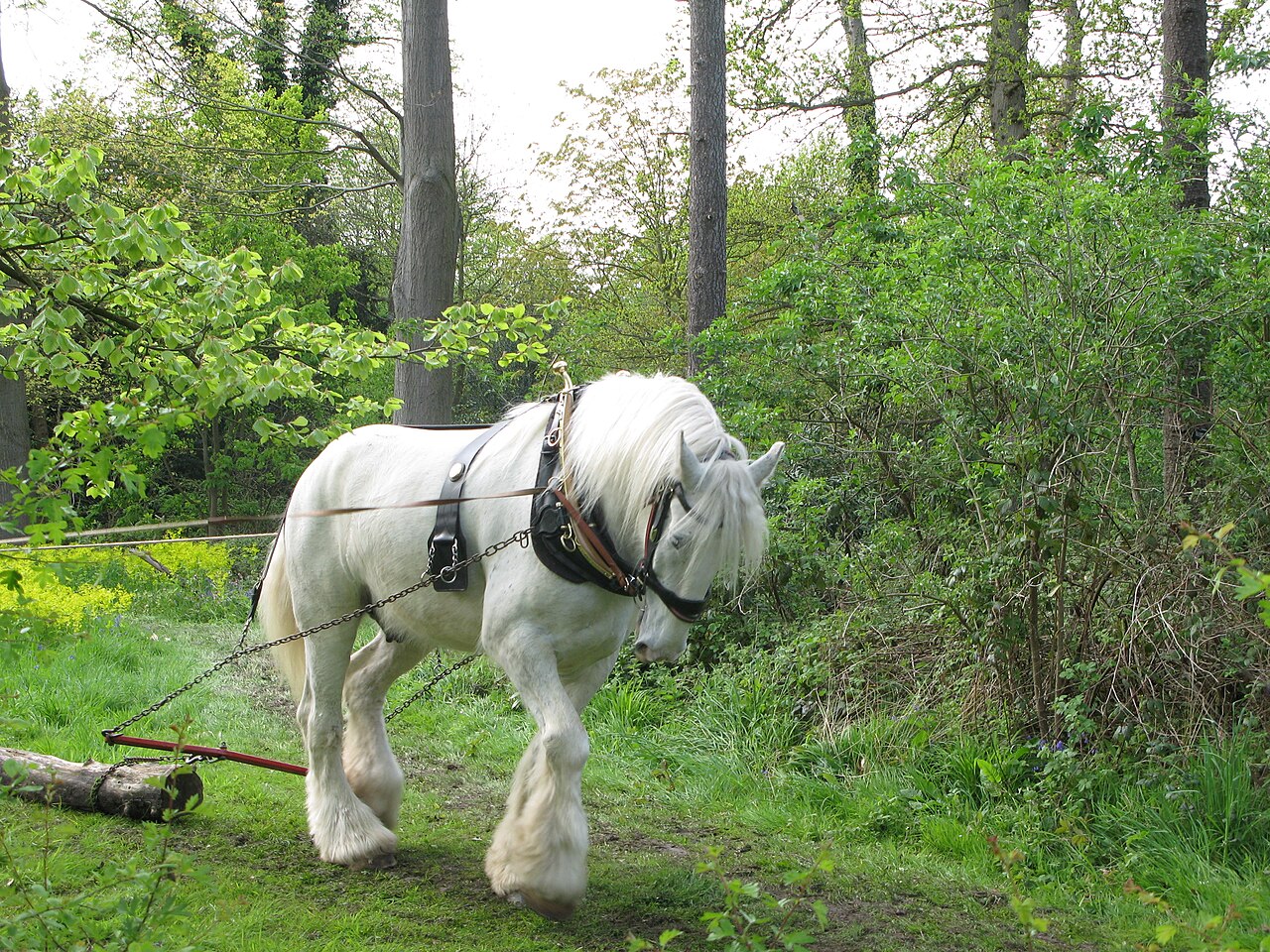 A grey Shire horse in harness working in woodland