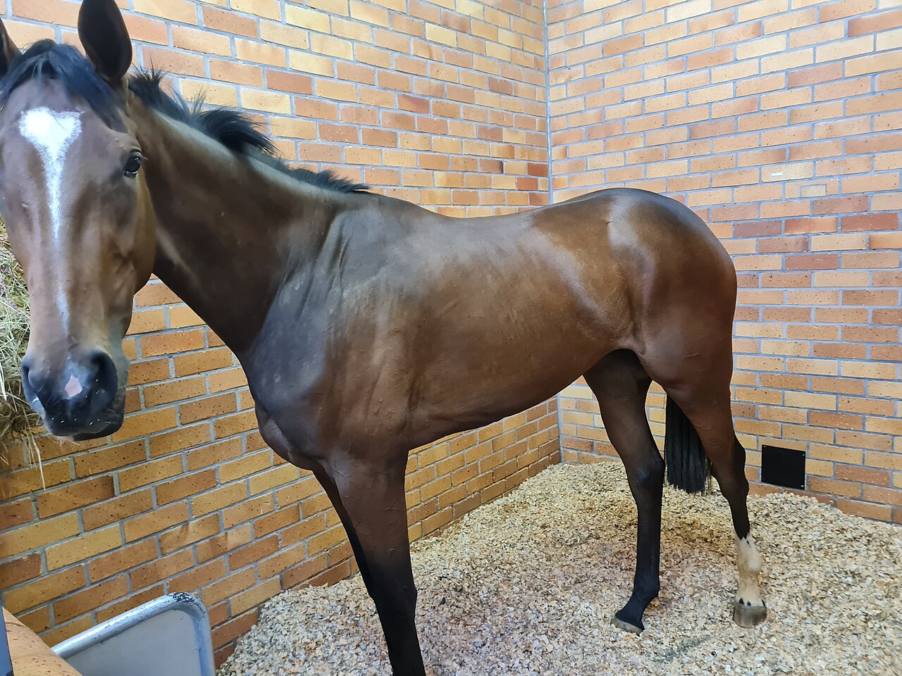 A bay Thoroughbred horse standing in a stable yard