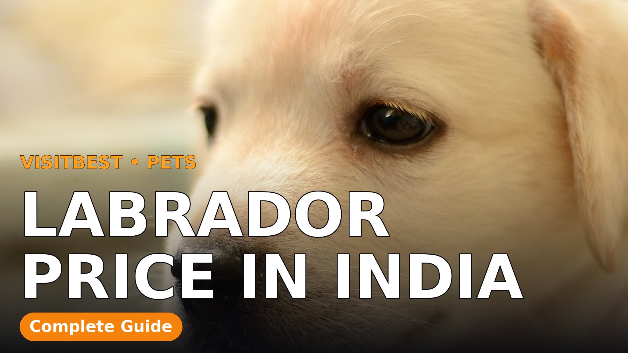 Labrador Price in India — VisitBest cover