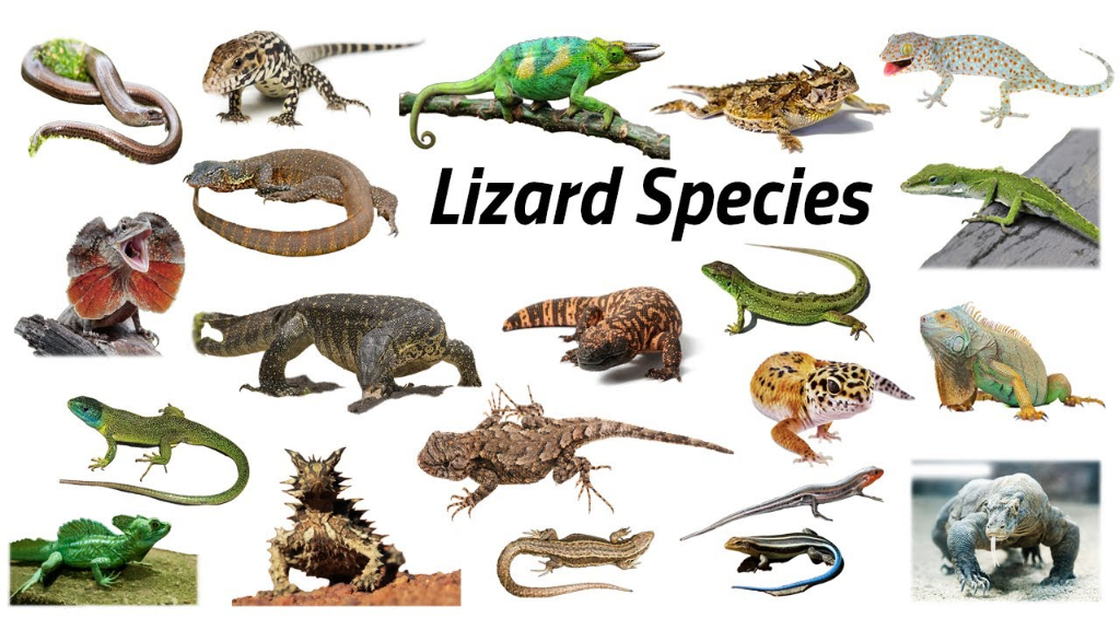 Natural history guide to lizard species