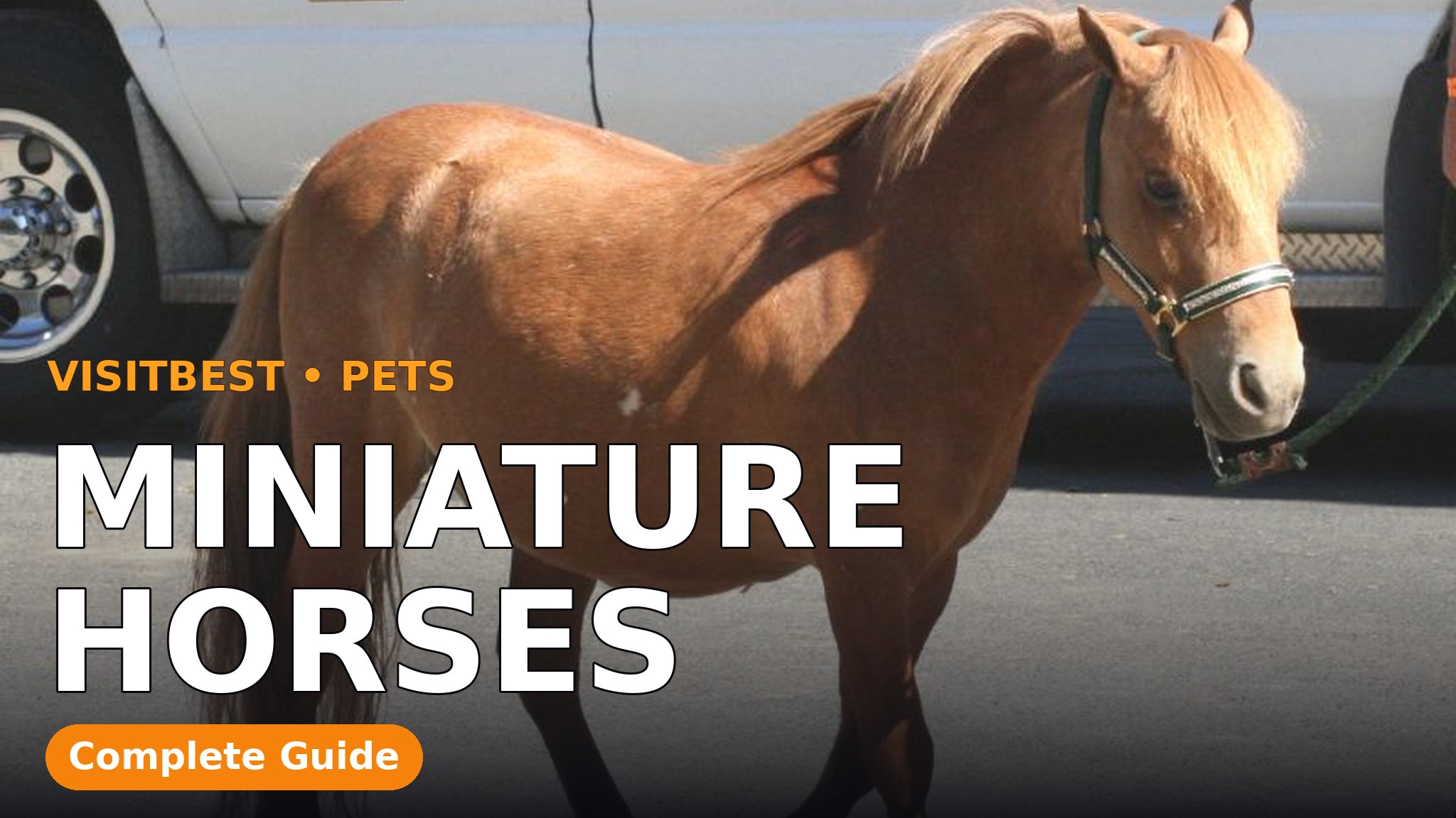 Miniature Horses — VisitBest cover