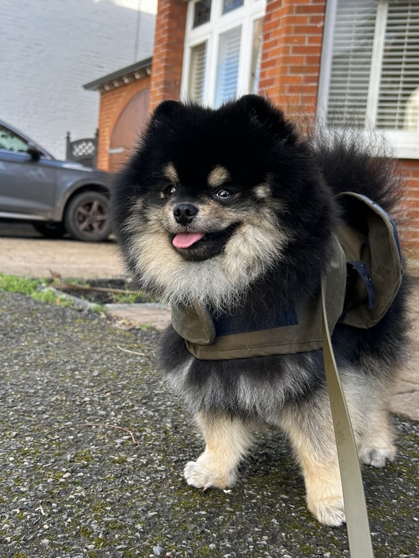 A black-and-tan Pomeranian wearing a small backpack outdoors