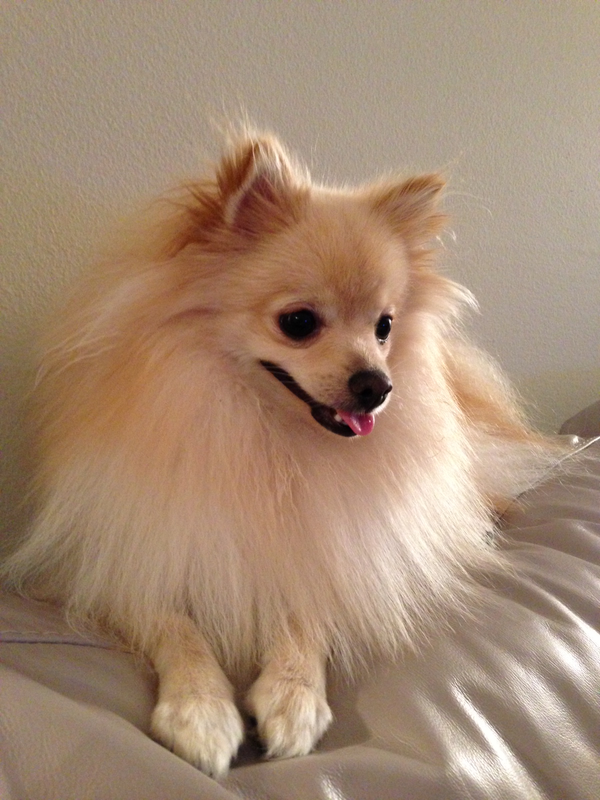 A cream Pomeranian with a full double coat lying on a sofa