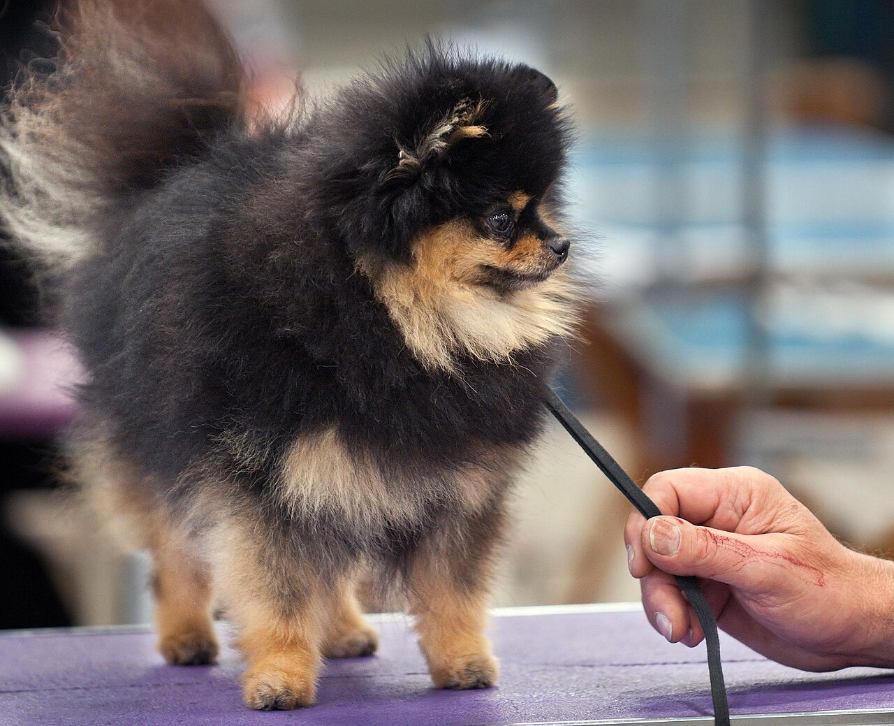 A black-and-tan Pomeranian standing on a show table