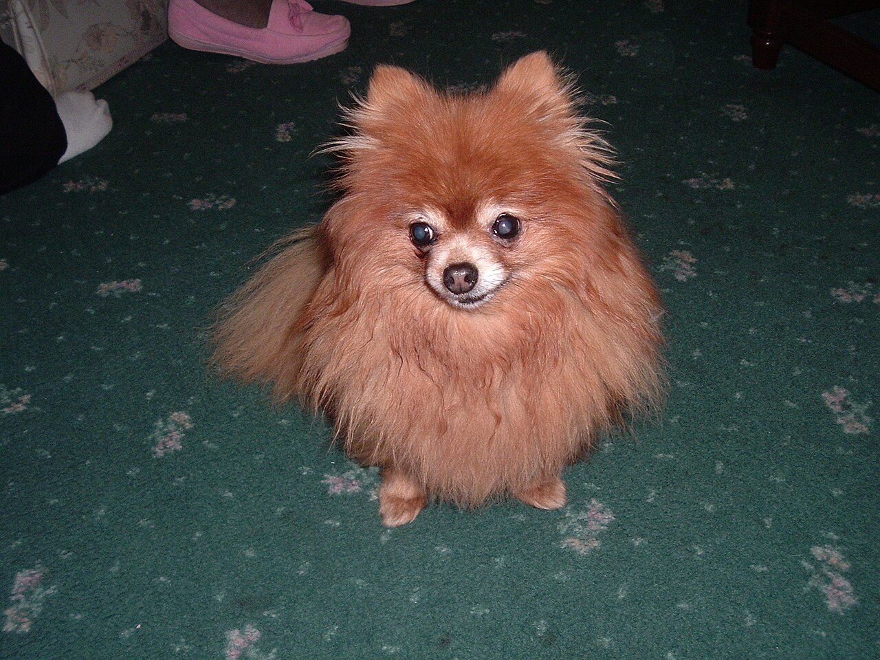 A red Pomeranian sitting on a carpet