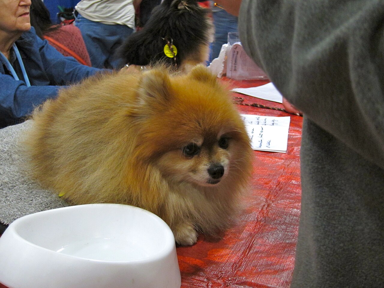 An orange Pomeranian resting on a table at a dog show