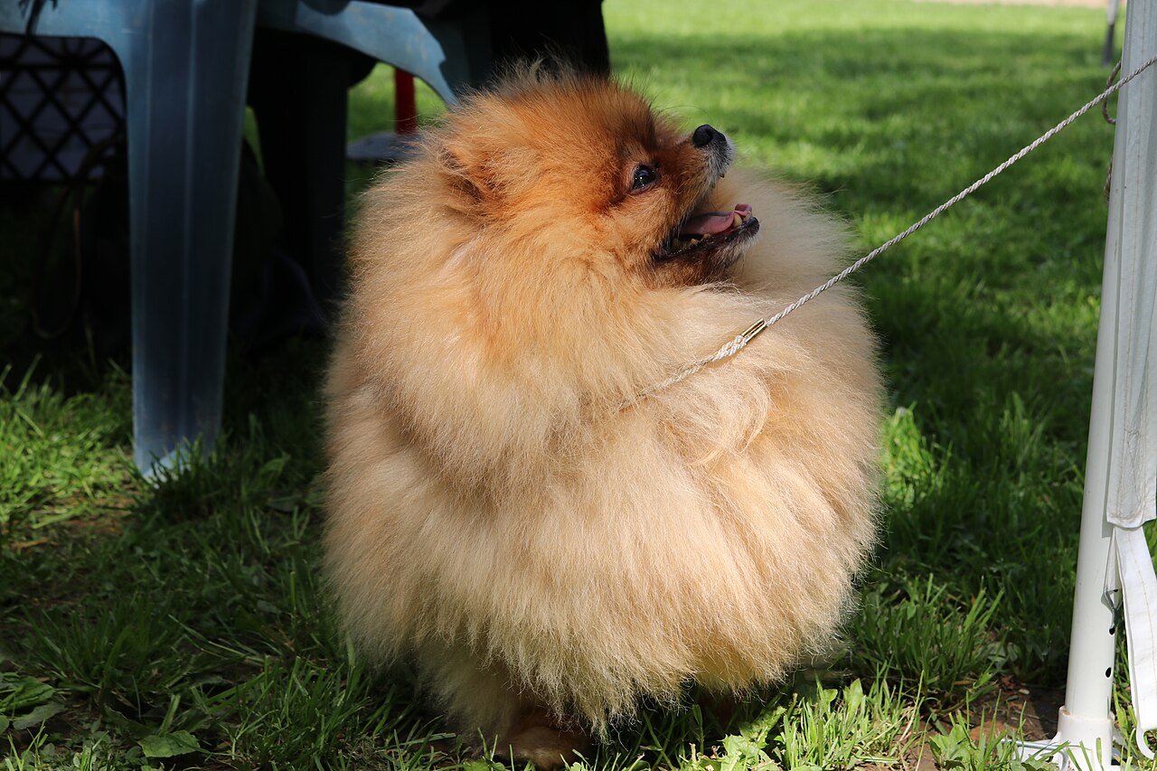 A fluffy orange Pomeranian sitting on grass