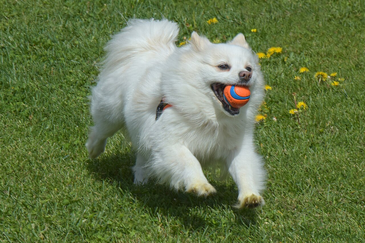 A white Pomeranian running across grass with a ball