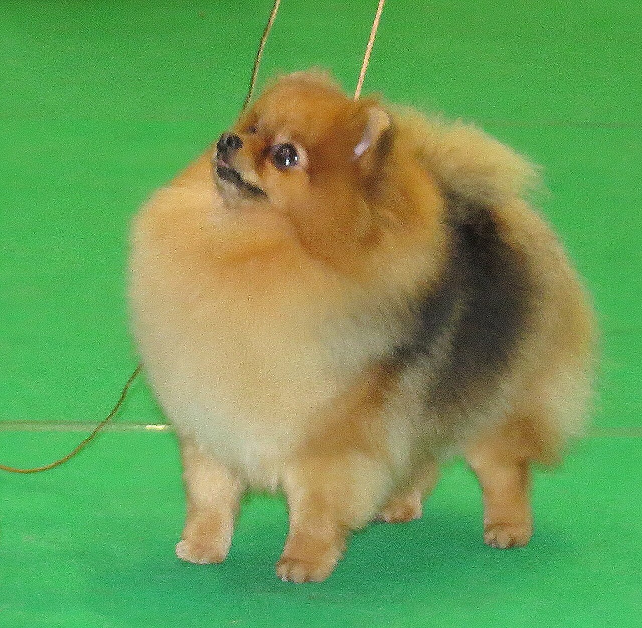 A sable Pomeranian standing on a show lead