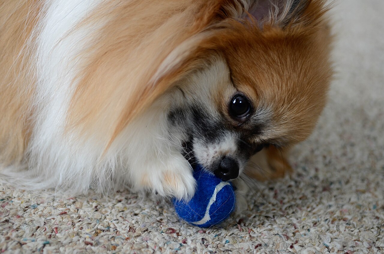 A parti-colour Pomeranian playing with a ball indoors