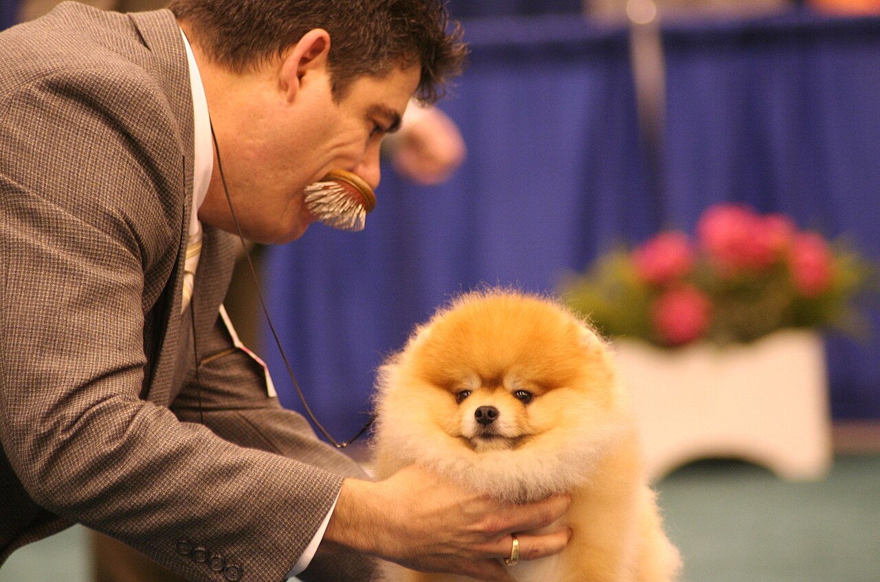A handler presenting a show Pomeranian at a dog show