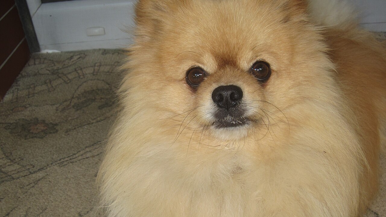 Close-up of a cream Pomeranian's face and thick double coat