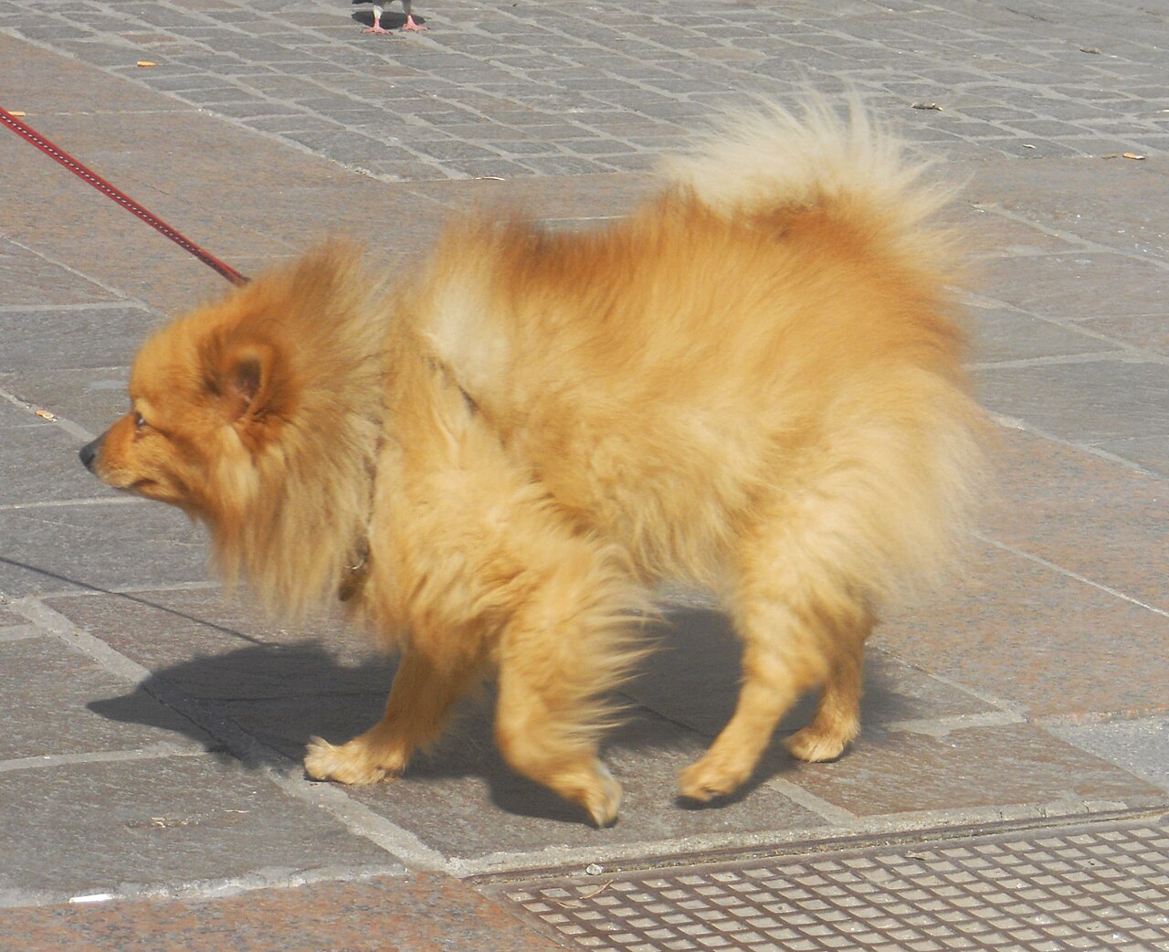A larger spitz-type dog on a lead, of the kind often sold as a Pomeranian in India