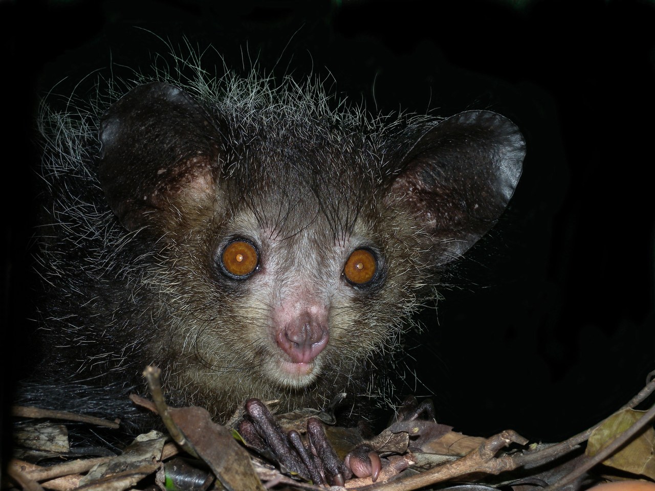 Aye-aye — photograph