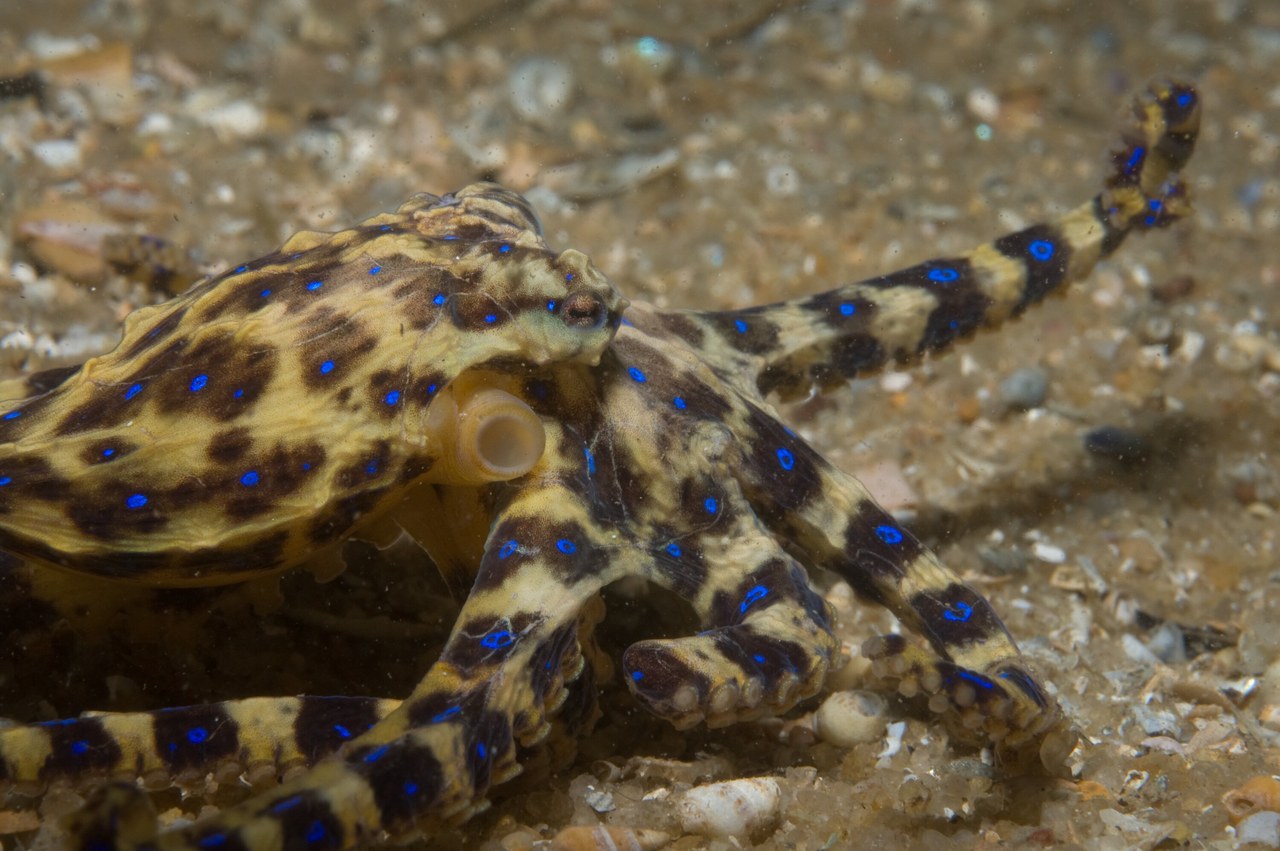 Blue-ringed octopus — photograph