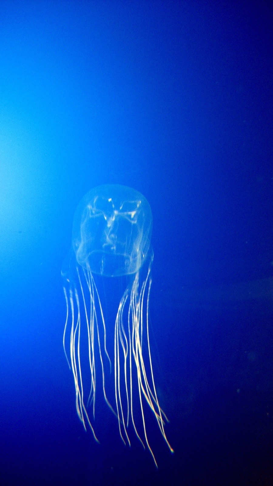 Australian box jellyfish — photograph