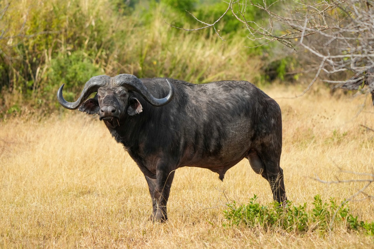 Cape buffalo — photograph