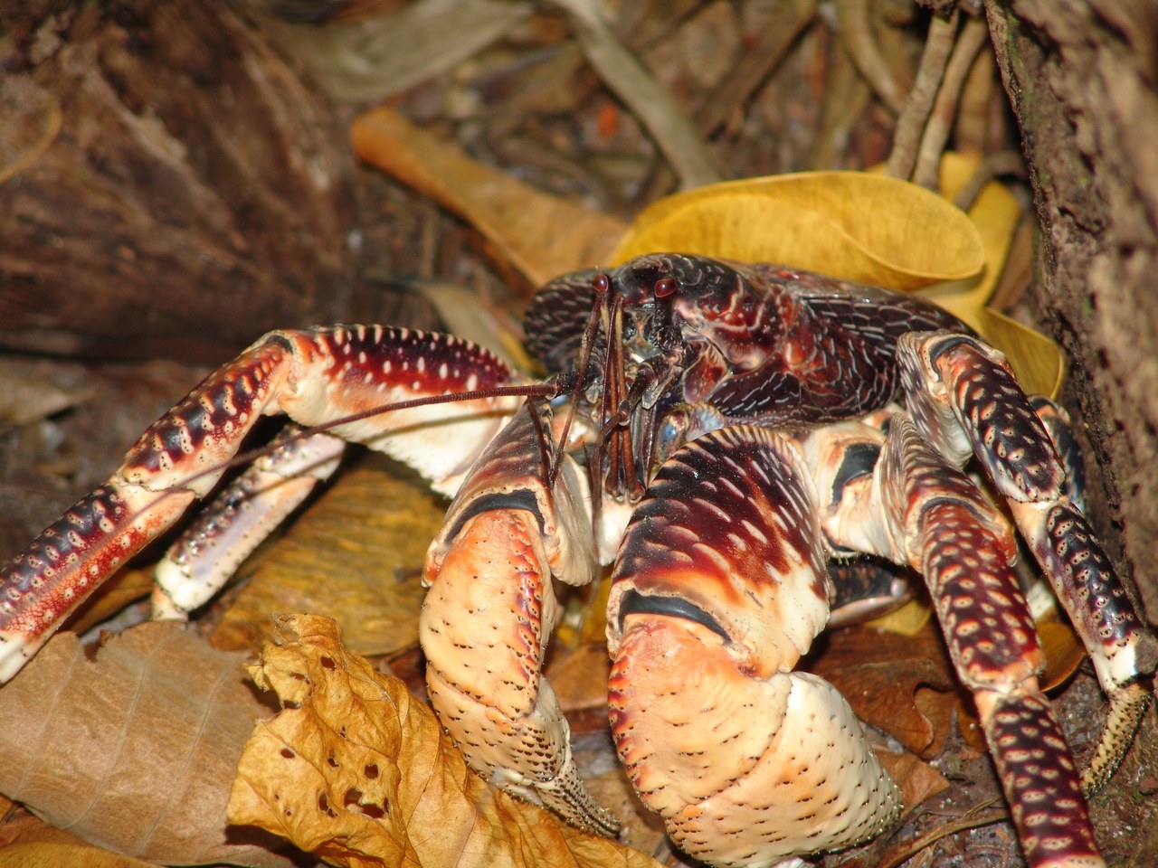 Coconut crab — photograph