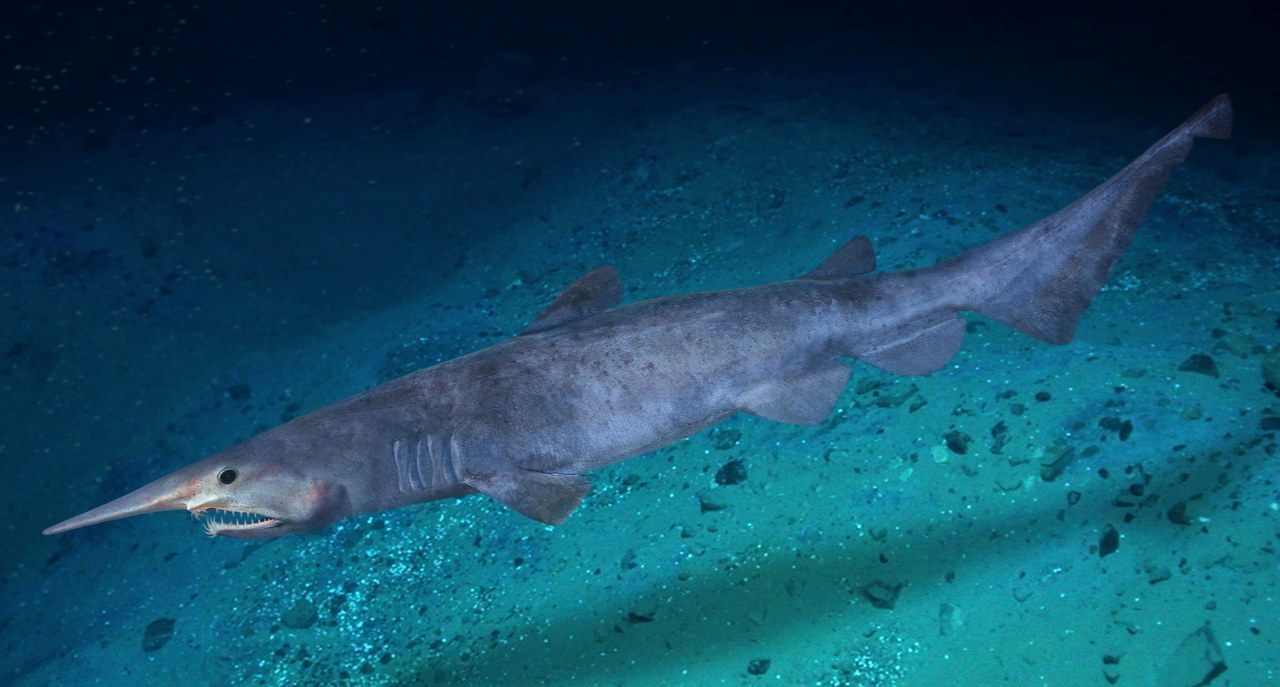 Goblin shark — photograph