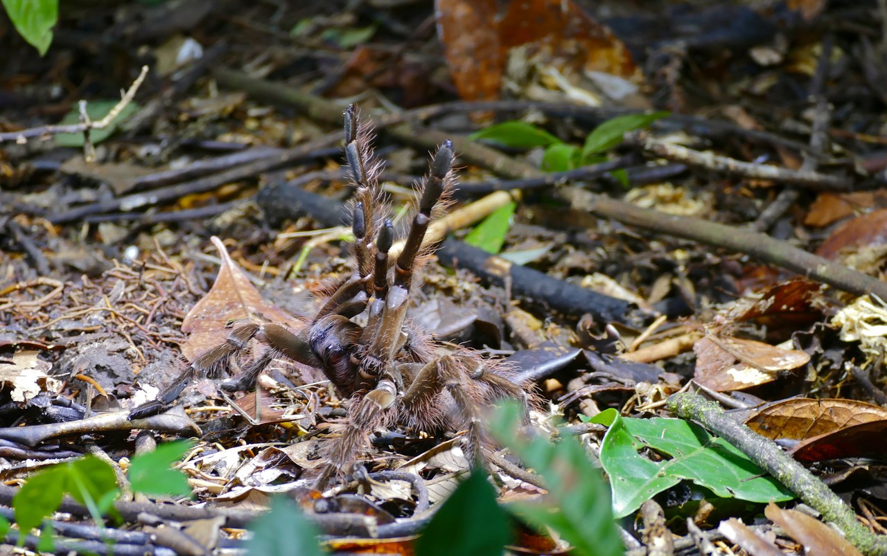 Goliath birdeater — photograph