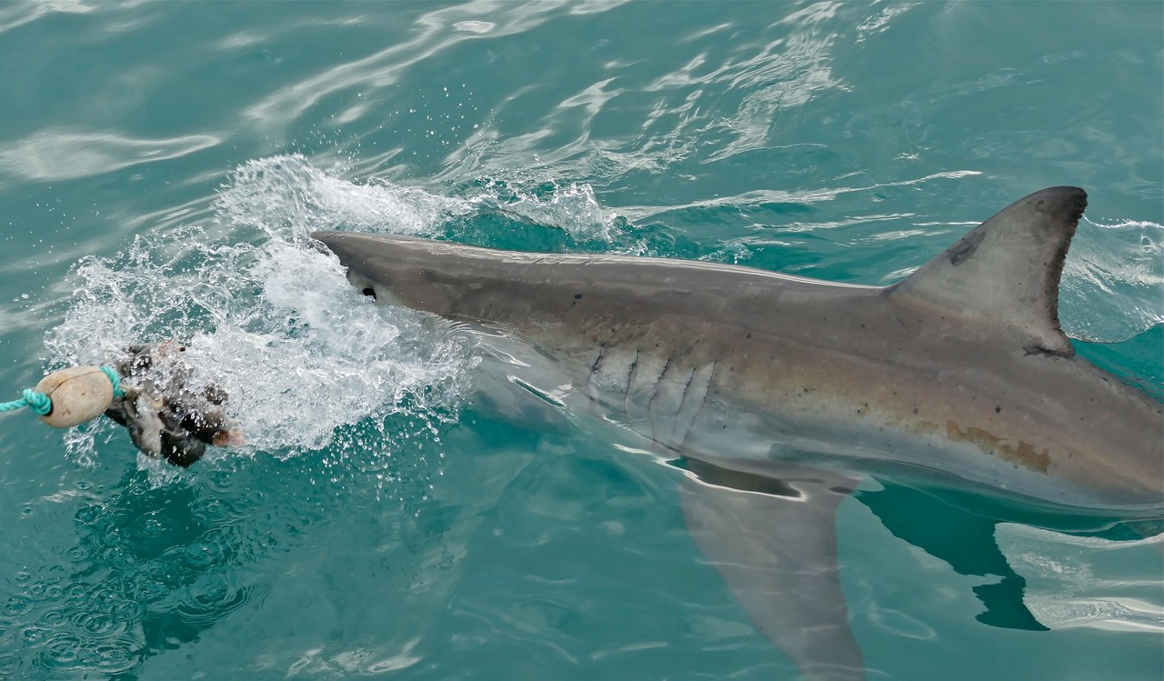 Great white shark — photograph