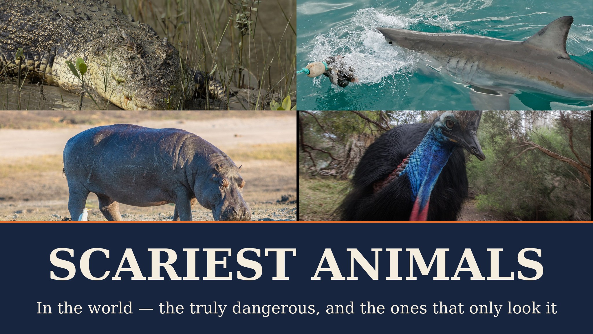 Scariest Animals in the World — VisitBest cover
