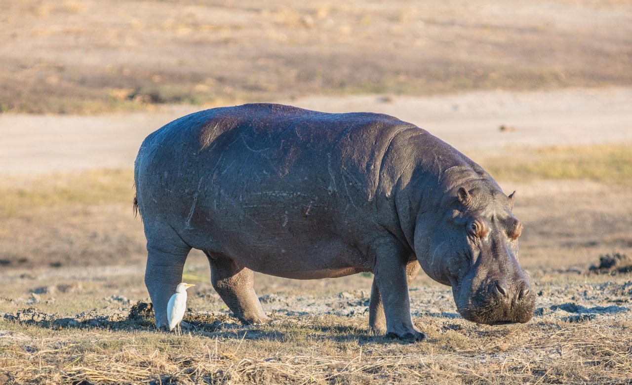 Hippopotamus — photograph
