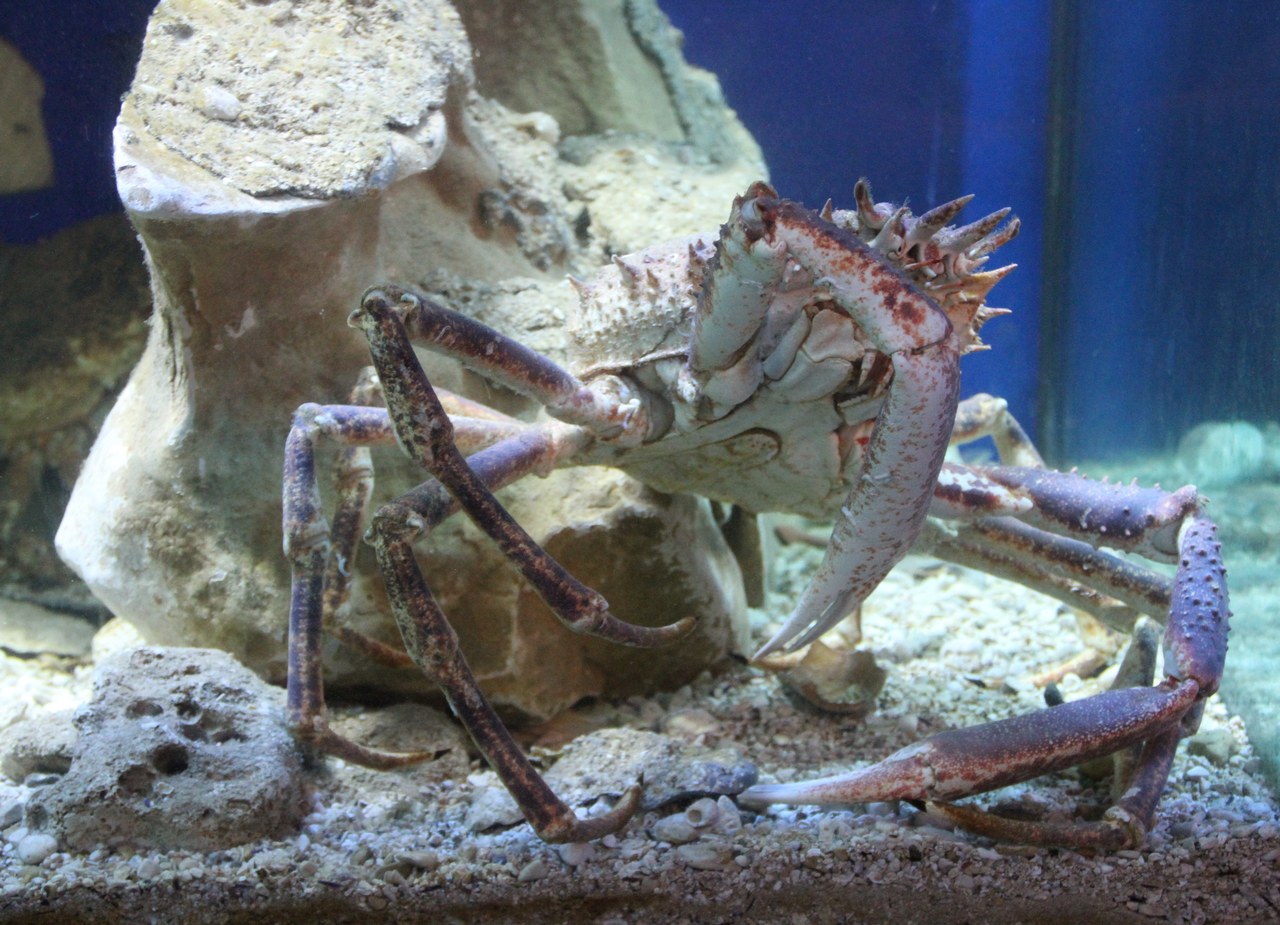 Japanese spider crab — photograph